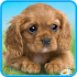Talking puppy1.720.0.528
