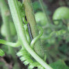 Yellow-striped Armyworm