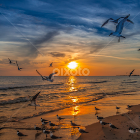 by Victor Martin - Animals Birds