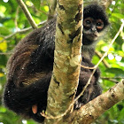 Yucatan spider monkey