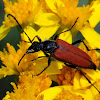 Blood-red Longhorn Beetle