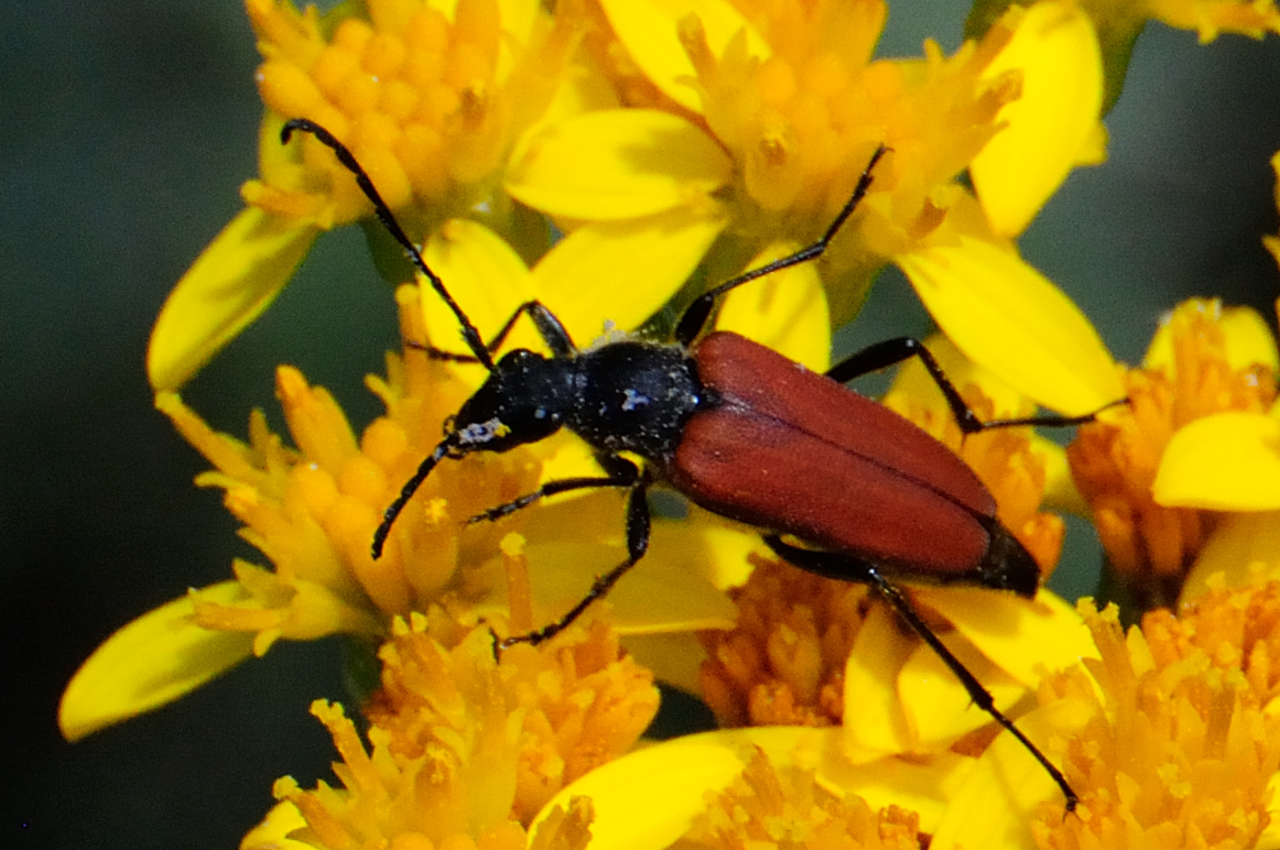 Blood-red Longhorn Beetle