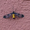 wasp moth