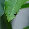 Black Cucurbit Beetle