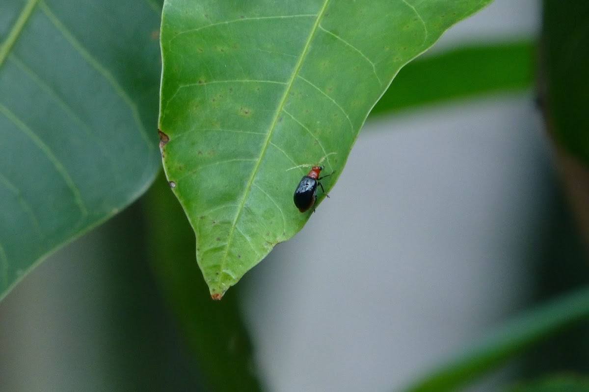 Black Cucurbit Beetle