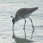 Willet