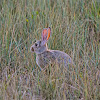 Mountain Cottontail