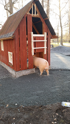Pig in a Barn