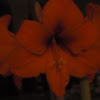 amirylis flower