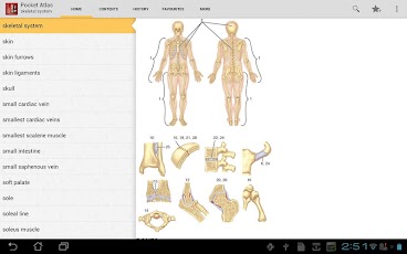 Pocket Atlas of Anatomy TR