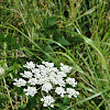 Queen Annes Lace/ Wild Carrot