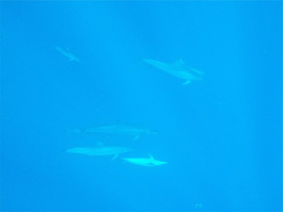 Spinner Dolphin - naia