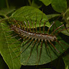 Cave Centipede