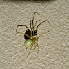 Goldenrod Crab Spider (female)