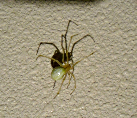 Goldenrod Crab Spider (female) Project Noah