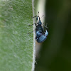 Weevil