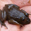 American Bullfrog