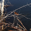 Muskrat