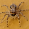 Gray Wall Jumper spider