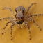Gray Wall Jumper spider