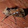 Bilobed Looper Moth or Stephen's Gem