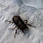 Reddish-brown stag beetle
