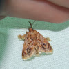 Spun Glass Slug Moth