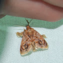Spun Glass Slug Moth