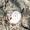 Freshwater snail