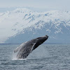 Humpback Whale