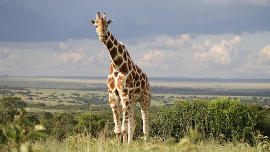 Download Giraffe Wallpaper APK for PC