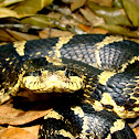 Eastern Hognose Snake