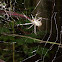 Golden Orb Web Spider