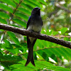 White-bellied Drongo