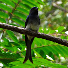 White-bellied Drongo