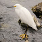 Snowy Egret