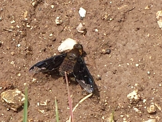 Black bee Fly