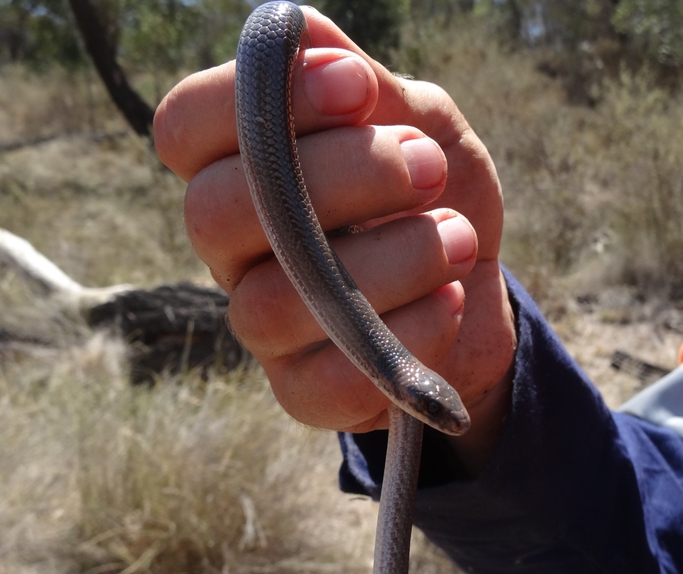Brigalow Scaly-foot
