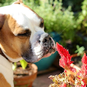 Smell the flowers  by Sean Kushmick - Novices Only Pets