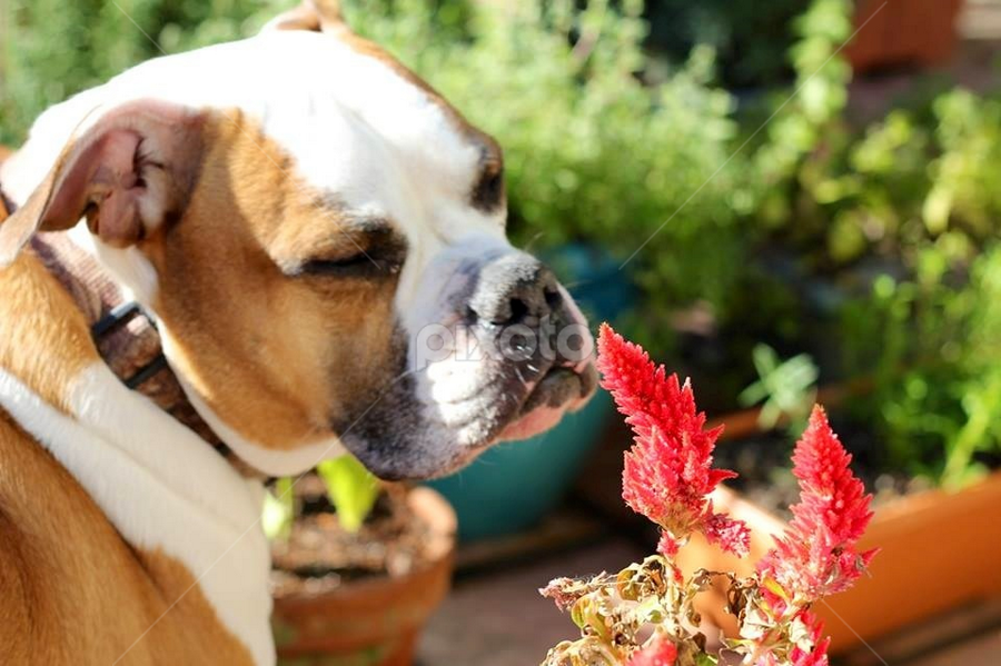 Smell the flowers  by Sean Kushmick - Novices Only Pets