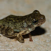 Cope's gray tree frog (juvenile)