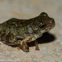 Cope's gray tree frog (juvenile)