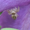 Bronze Jumping Spider (female)
