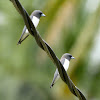 White-breasted Swallow