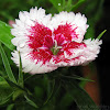 Sweet William