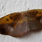 Leaf-mimic Moth