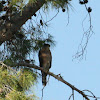 Cooper's Hawk