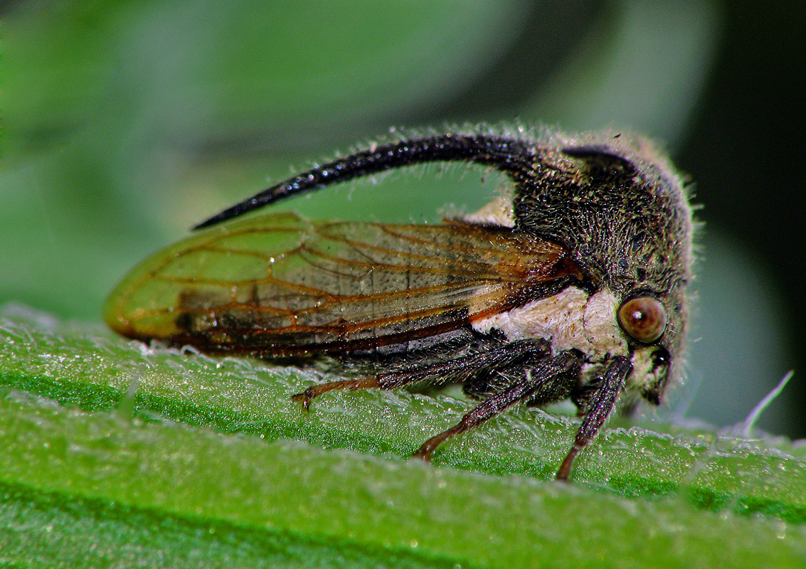 Thorned treehopper