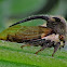 Thorned treehopper