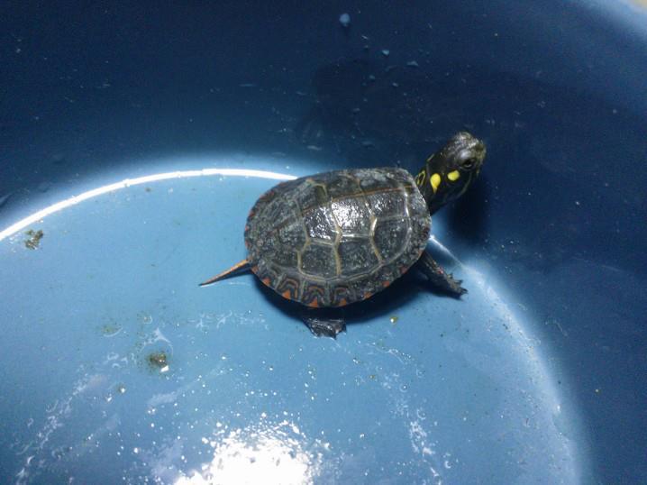 Eastern Painted Turtle